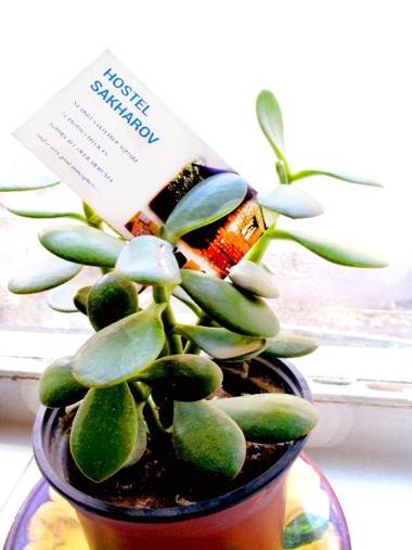 Hostel Sakharov & Tours