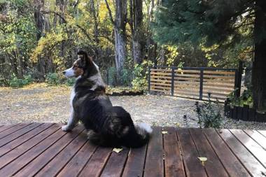 Cabañita en el Bosque