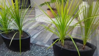 "Casa Amalia" Apartamentos Céntricos