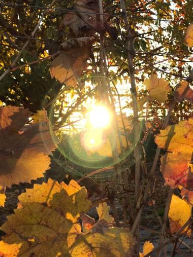 Posada Cavieres Wine Farm