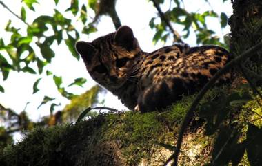 Margay - Reserva Natural y Lodge de Selva