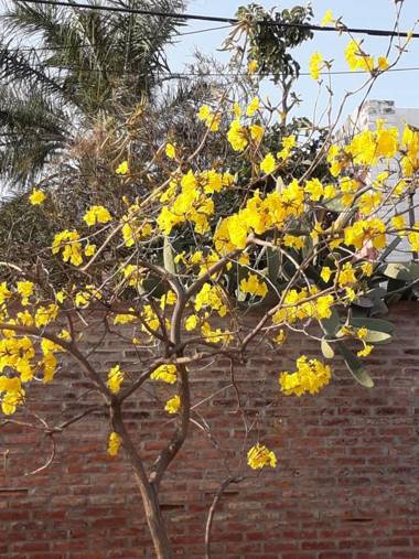 RAIZ DEL CIELO entre 2 jardines de ensueño