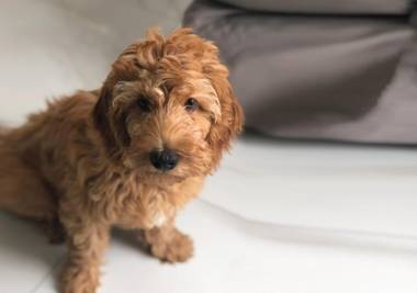 Own Grand Palermo Soho