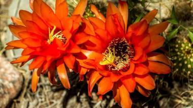 Cabañas de Montaña Rio Amarillo
