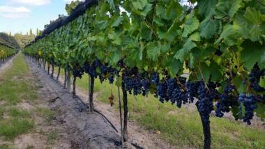 Cabaña del Alto Tupungato