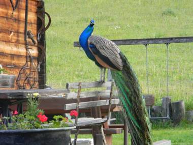 Hüttenferien Köberlhof