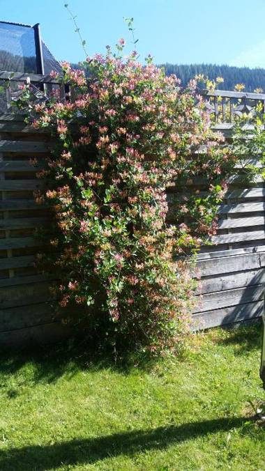 Appartement Schmittenblick