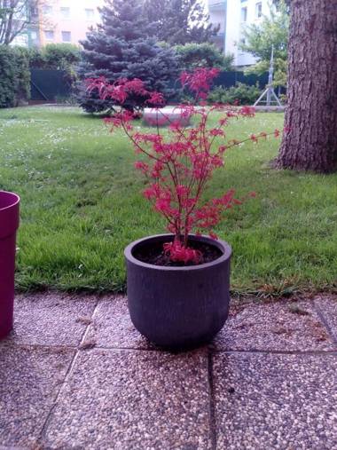 Garden Apartment Donau-City (P&R)