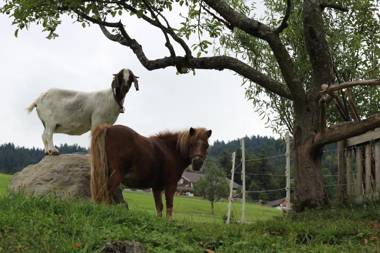 Bio Ferienbauernhof Greber