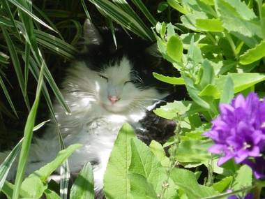 WÄLDERHAUS Apartments