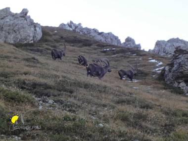 SunAlpin - Ferienwohnungen