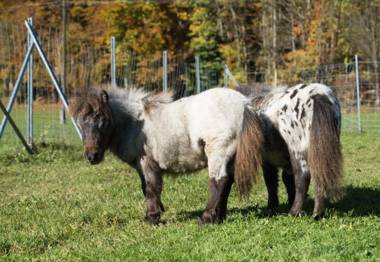 Das Franzl - Bett & Brot