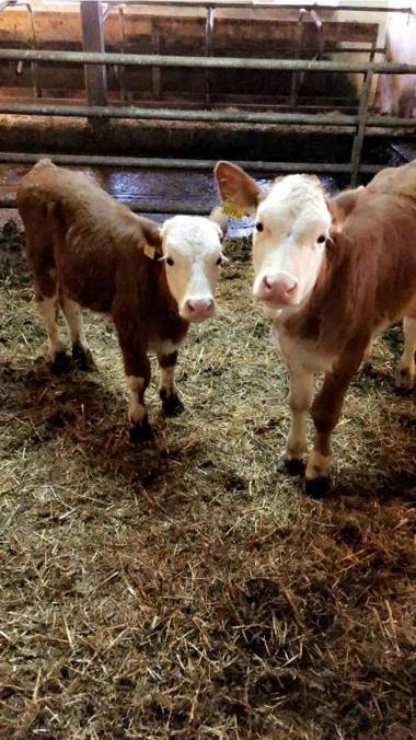 Hofer Familie Gabbichler