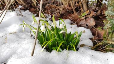 The Little Guesthouse