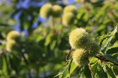 Kultur Weingut Kästenburg