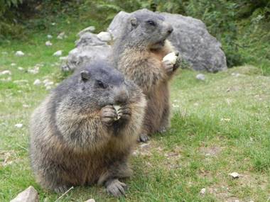 Premium Wanderhotel Steirerhof