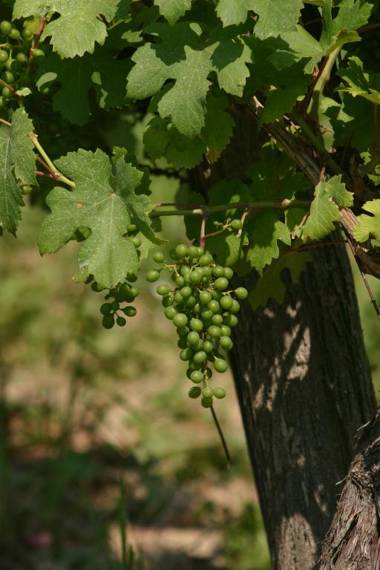 Kolpingsfamilie Poysdorf