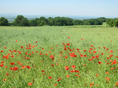 Ferienwohnung zum Kapuziner