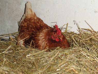 Baby- und Kinderhof Aicherbauer