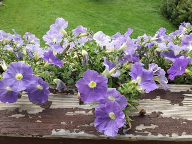 Gesundheitshof Daxinger Biobauernhof