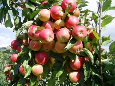 Donau-Rad-Hotel Wachauerhof