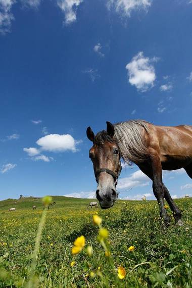 JUFA Hotel Lipizzanerheimat