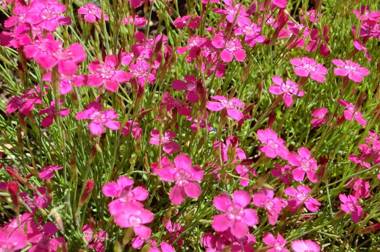 ERIKA Boutiquehotel Kitzbühel