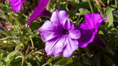 Café Pension Alpina