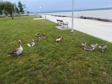 Ferienwohnungen Feldsee