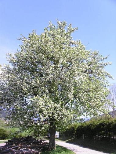 Stögergut by Schladming-Appartements