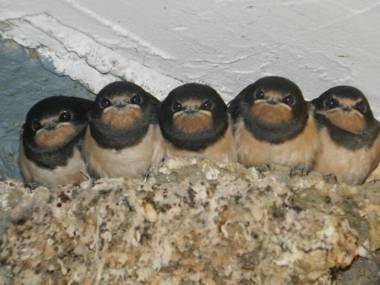 Hotel-Garni Goldenes Kreuz