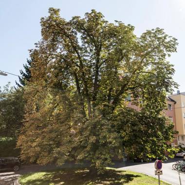 The Ring Suites by ichbucheAT