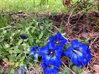 Apartments Alpenrose