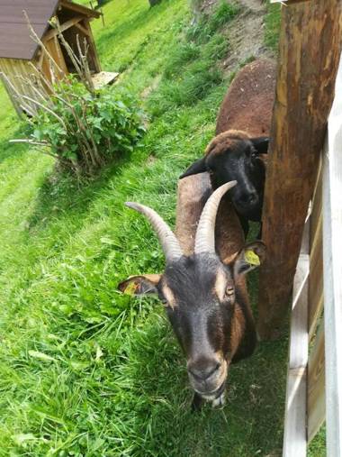 Bauernhof Unterbichl