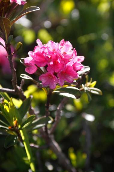 Panorama Hotel Turracher Höhe