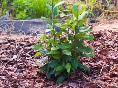 Gartenhotel & Weingut Pfeffel Dürnstein