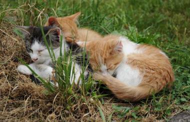 Bio- Erlebnis-Bauernhof-Thonnerhof