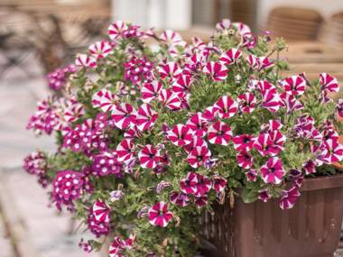 Hotel Garni Alpenblick