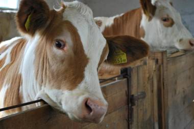 Bauernhof Familie Tauber-Scheidl