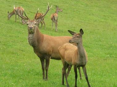 Bioalm Wassermann Wirt