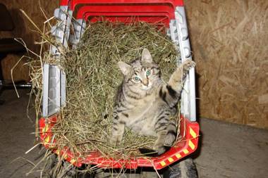Appartment Sattlerhof