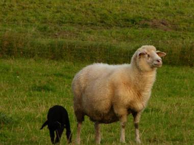 Landgasthof Entenwirt Tarsdorf