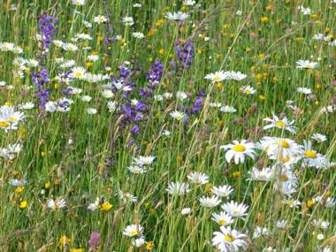 Ferienbauernhof Koller (Familie Hofer) - Urlaub am Bauernhof