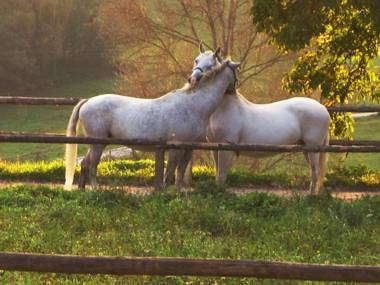 LiebesNesterl Bergwirt - Boutique Hotel