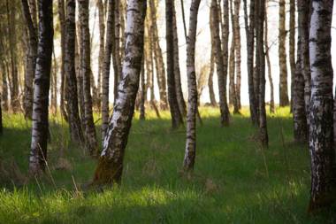 Baumhaus Lodge Schrems