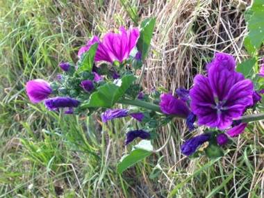 Urlaub auf der Alm "Deluxe"