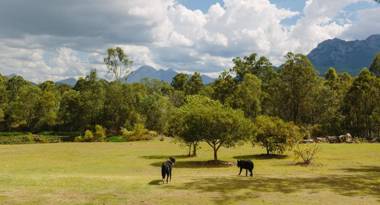 Tuckeroo Cottages & Gardens