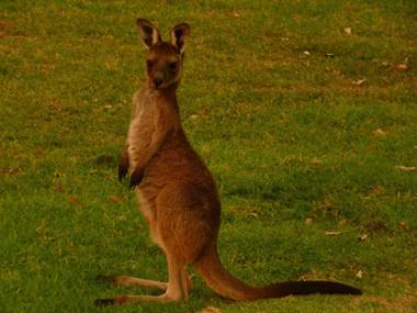 Happy Dogs Cottage Margaret River