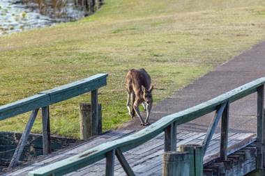 Condo 105 @ Horizons Golf Resort - Salamander Bay NSW