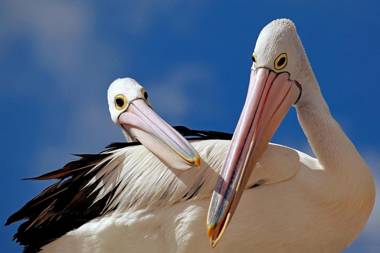 Condo 105 @ Horizons Golf Resort - Salamander Bay NSW